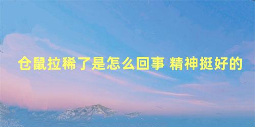 仓鼠拉稀了是怎么回事 精神挺好的